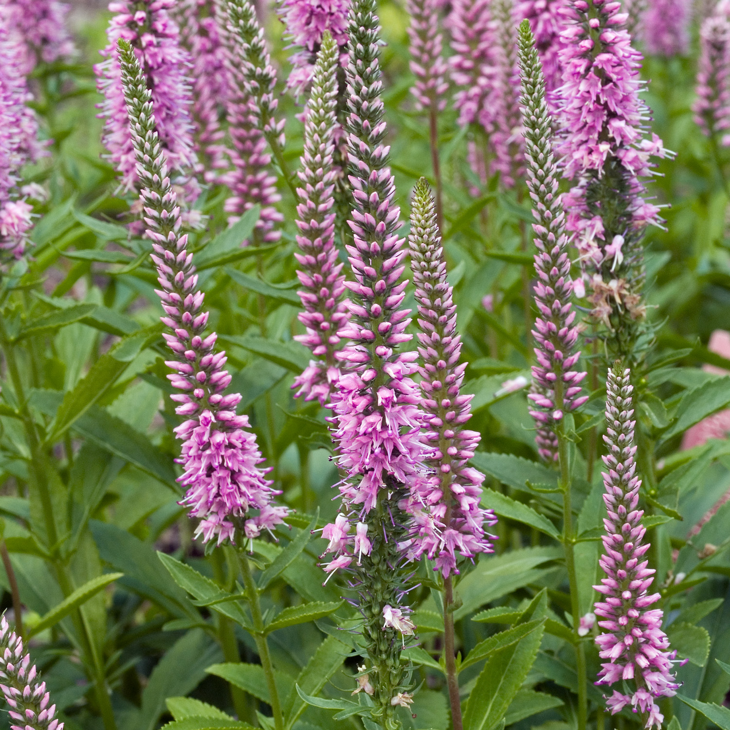 Veronica spicata 'Baby Doll'